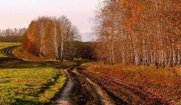 и стоят уныло голые кусты